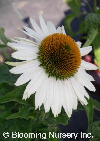 Echinacea purpurea 'Fragrant Angel'